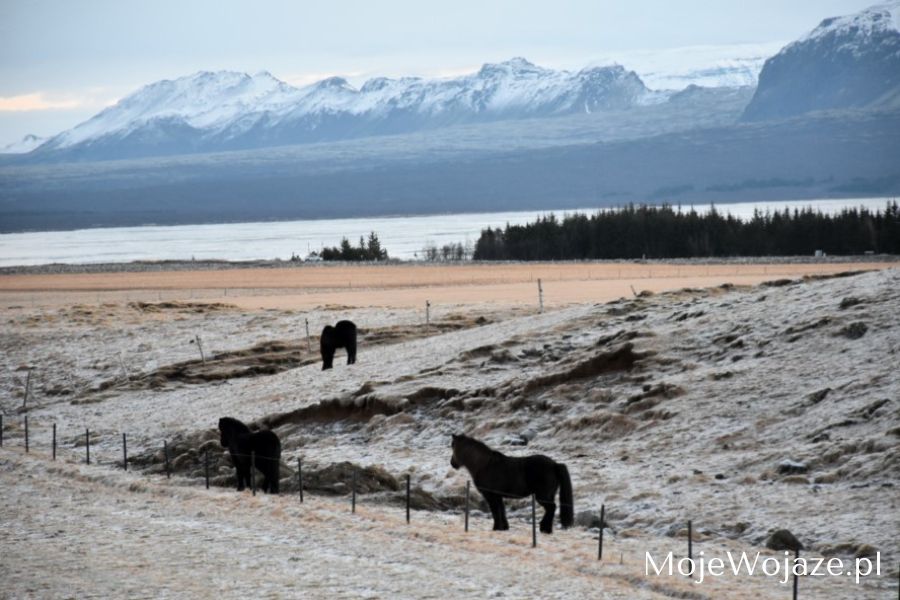 Islandzkie konie spokojnie pasące się przy drodze do Parku Narodowego Thingvellir
